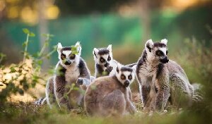 Landes France Zoo