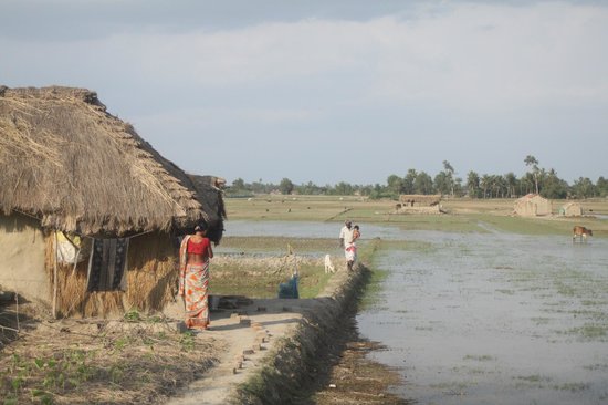 Tour  de Sundarbans - Day Tours