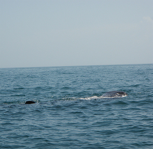 Holbox Whale Shark  Tours