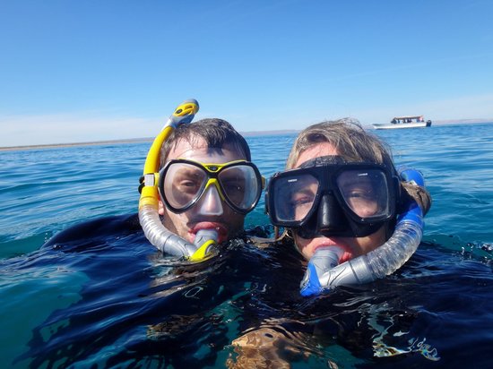 Whale Shark  Encounter by Cabo Adventures
