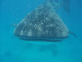 Bohol Province Philippines Whale Shark