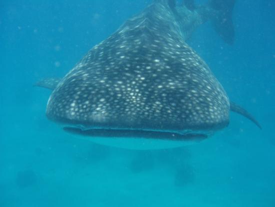 Whale Shark  Alona and Oslob