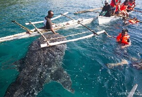 Cebu Island Philippines Whale Shark