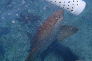 Shark  Ray Alley