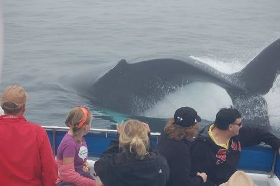 Dee Jay Charters Boat Tours