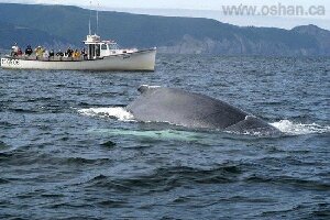 Oshan Whale  Watch