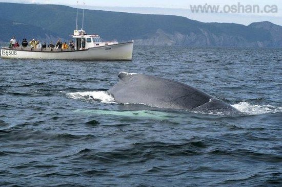 Oshan Whale  Watch