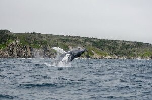 Sea of Whales  Adventures