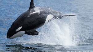 Blue Ocean Whale  Watch