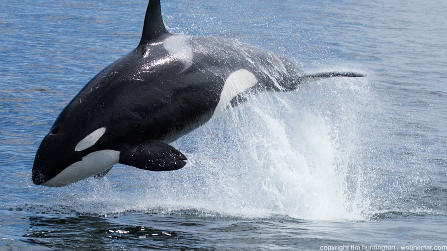 Blue Ocean Whale  Watch