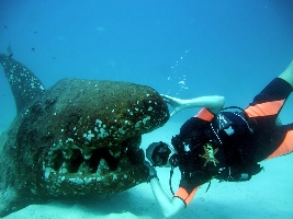 Koh Tao Thailand Dive