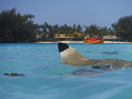 Moorea Boat Tours