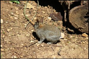 Niort France Zoo