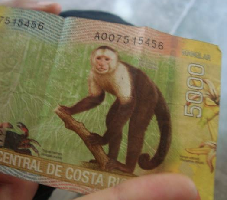 The Monkey Farm