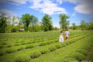 Terre Bleu Lavender Farm
