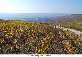 Moet et Chandon Champagne Cellars