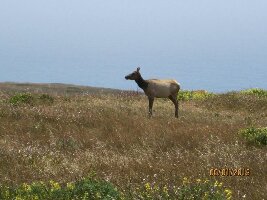Tule Elk Preserve