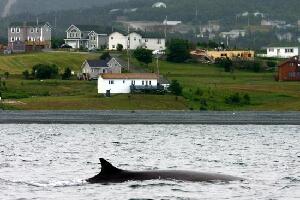 Conception Bay South Canada Resort