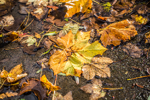 Blackpool England Park
