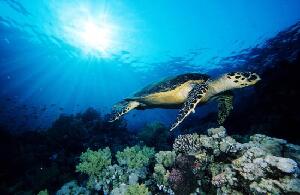 Encounters Travel - Day Tours and Extended Tours