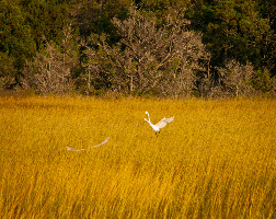 Myrtle Beach State Park