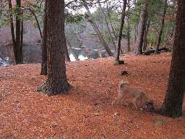 Bradley Palmer State Park