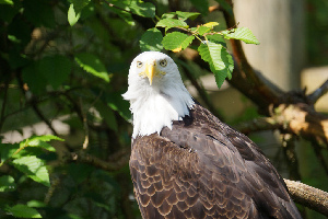 Aldergrove Canada Zoo