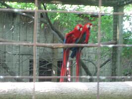 Elmvale Jungle Zoo