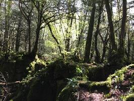 Puzzlewood