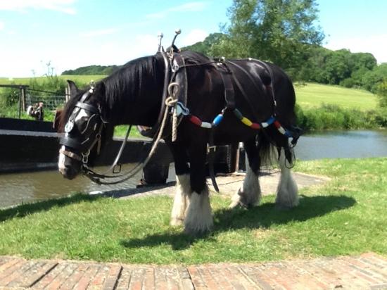 Kennet Horse Boat  Company