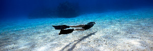 Apnea Total - Day Courses