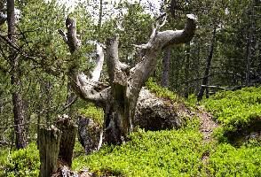 Tobotronc