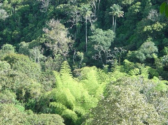 Kasaguadua Natural Reserve