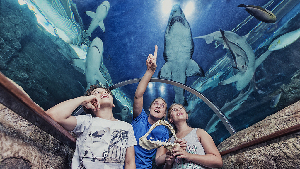 Kattegatcentret - Denmark's Shark Centre