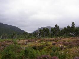 Glenmore Forest Park
