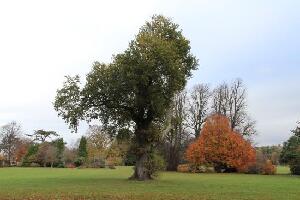 Ayrshire England Park