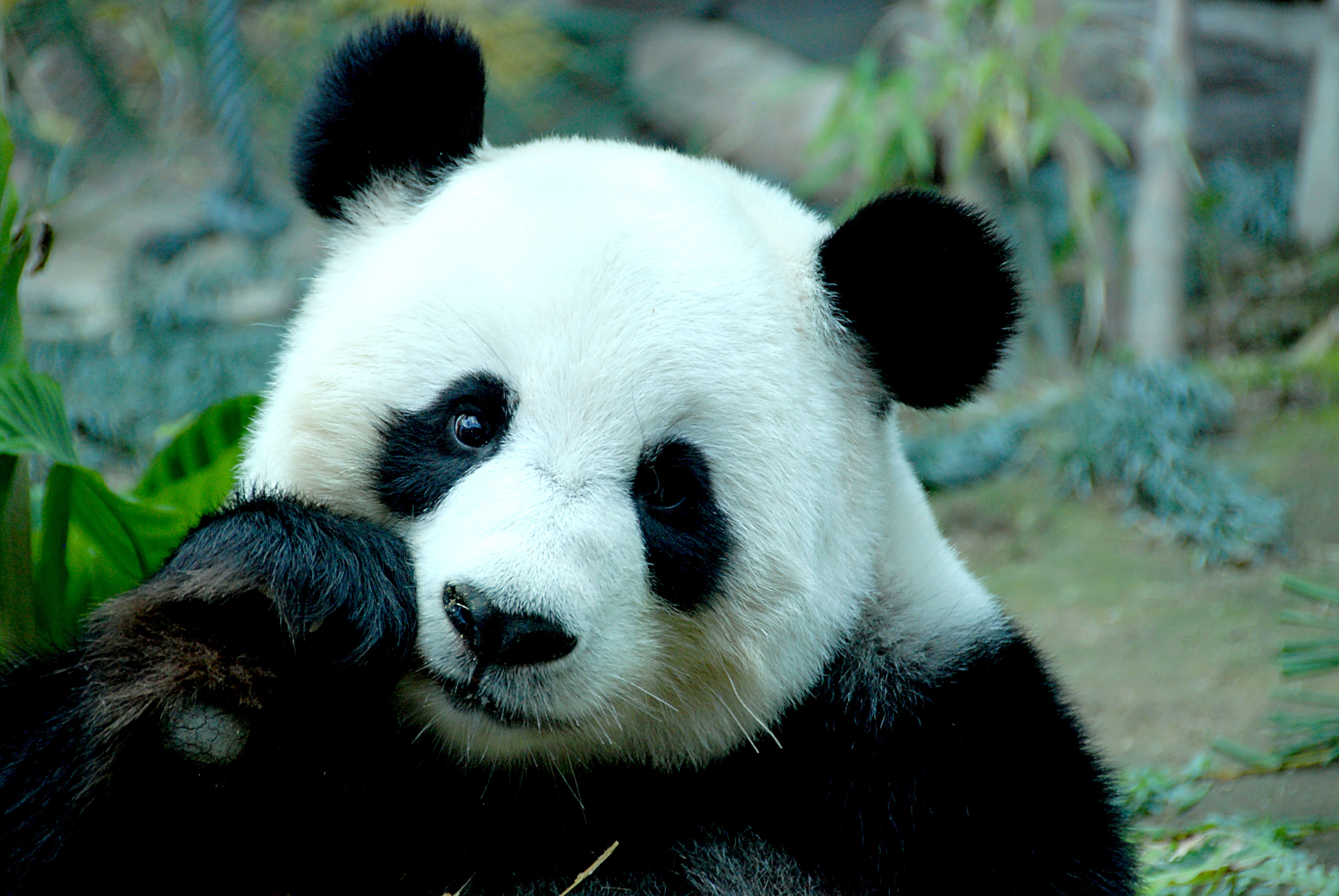Panda and Sons