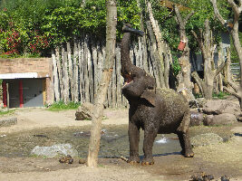 Amersfoort Netherlands Zoo