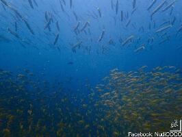 Aloha Ocean Adventures