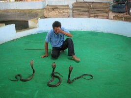 Phuket Cobra Show and Snake Farm