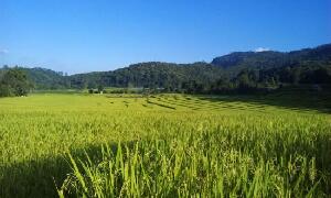 San Kamphaeng Thailand Tour