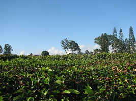 Kealakekua United States Farm