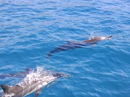 Ocean Eco Tours