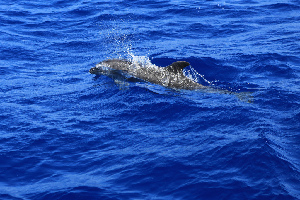 Ocean Encounters