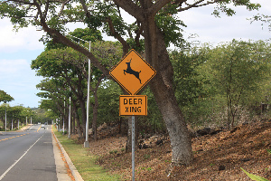 Makena Golf  Courses