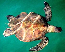 Hawaii United States Kayak