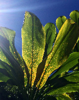 Lyon Arboretum