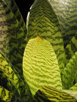 Kula United States Garden