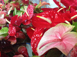 Kona Farmers Market
