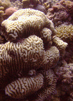 Coral Reefs